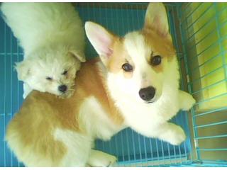 思亭宠物会所的照片