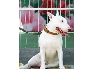 思亭宠物会所的照片